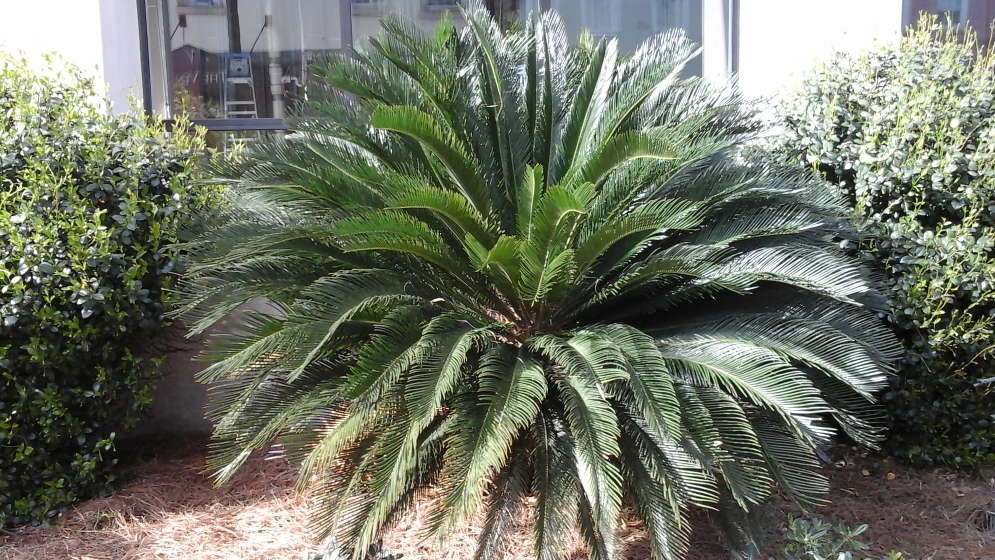 Portrait of a plant.